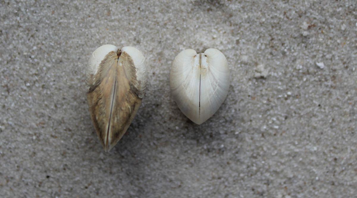 De Amerikaanse strandschelp (rechts) is boller dan de halfgeknotte (links) en heeft van de zijkant bekeken een tussenruimte tussen de toppen van beide schelphelften Halfgeknotte (links) en Amerikaanse strandschelp (rechts) | © VLIZ (Robbe Terryn)