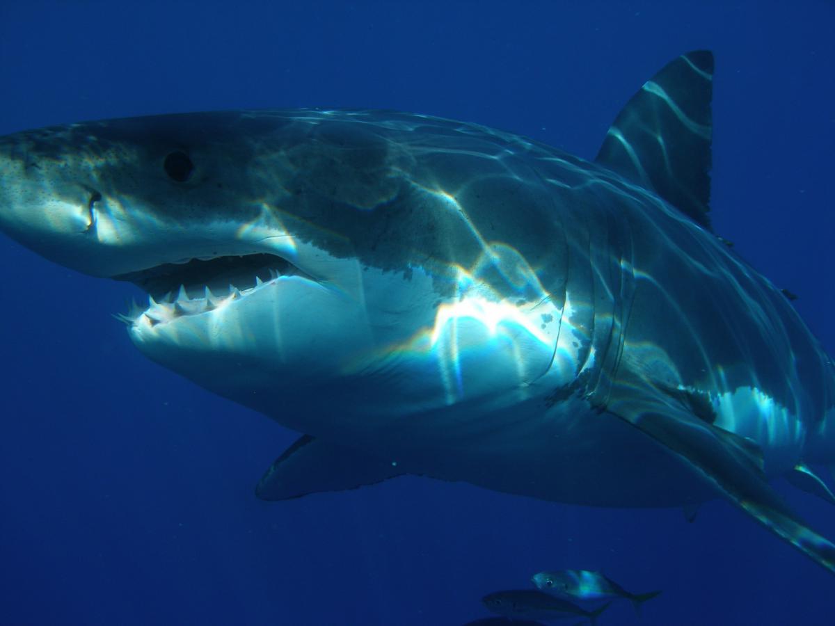 Grote witte haai | © PIXABAY