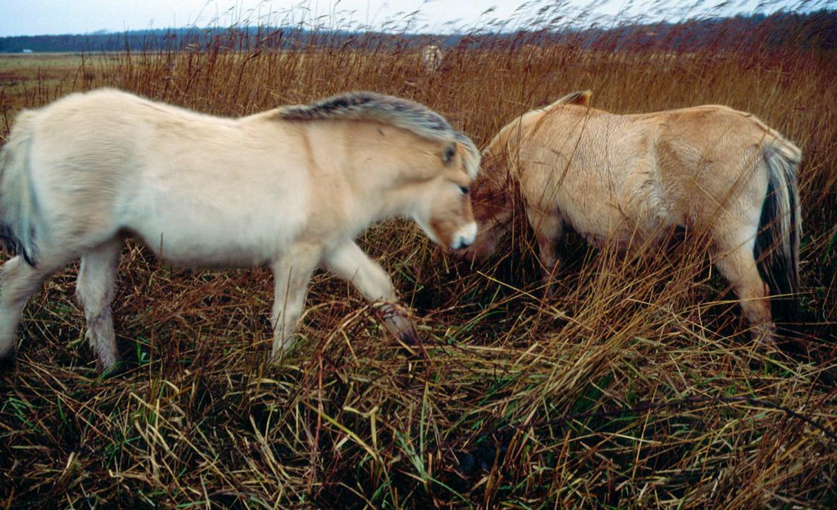 Noorse Fjordenpaarden | © Staatsbosbeheer Texel