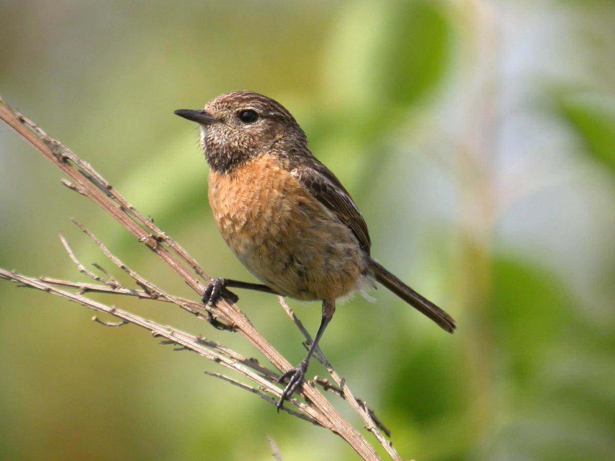 Roodborsttapuit ♀ | CC BY 2.0, door Frank Vassen