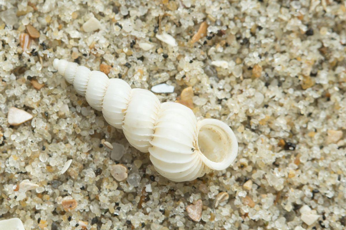 De witte wenteltrap telt een groter aantal ribben op de windingen Witte wenteltrap | © Misjel Decleer