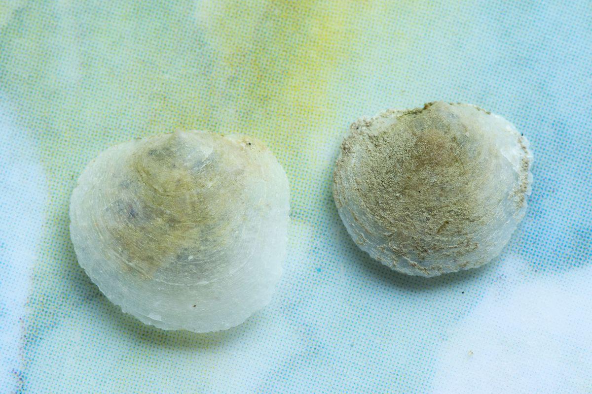Breekbare schelp van schilferige dekschelp | © Misjel Decleer
