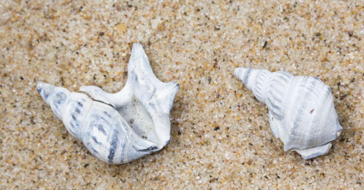 Fossiele pelikaansvoet op het strand van Knokke-Heist Fossiele pelikaansvoet | © Misjel Decleer