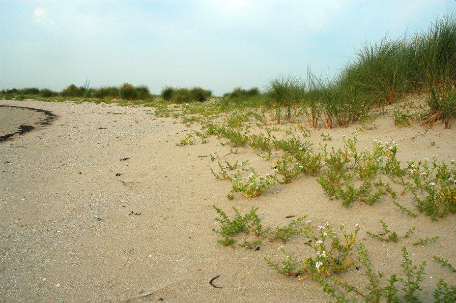 Zeeraket als pioniersplant op het hoge strand tegen de dijkvoet of het duin. Zeeraket | © VLIZ