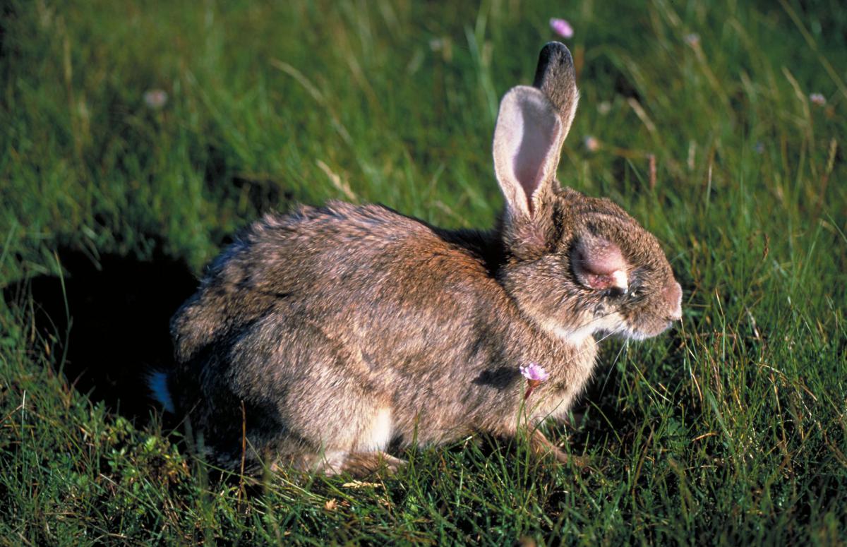 Konijn met Myxomatose | © Johan Krol, Ameland