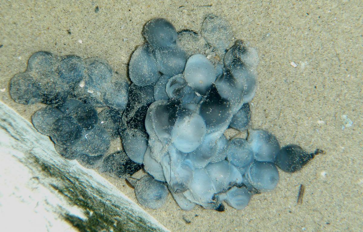 Eieren zeekat | © Ecomare