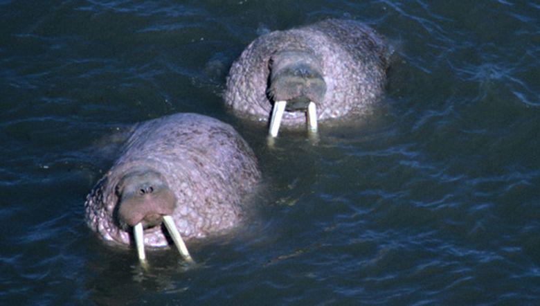 Walrussen Walrussen | © Foto Fitis, Adriaan Dijksen