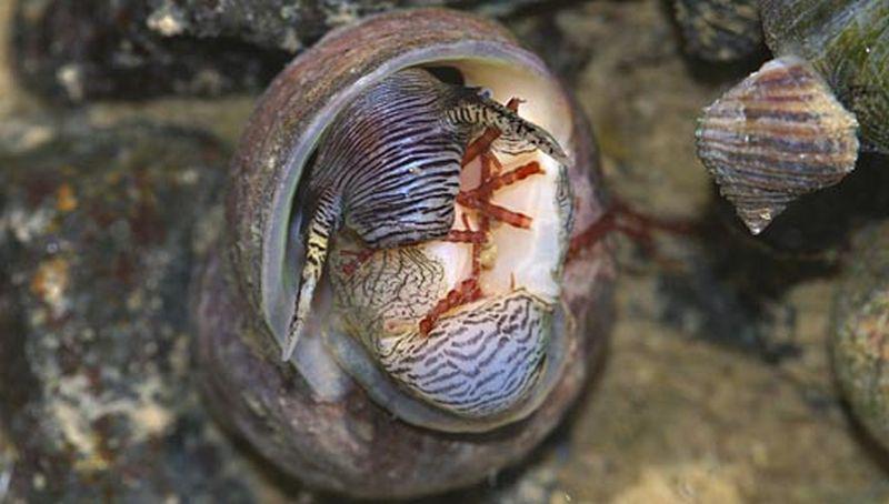 Alikruik eet hoorntjeswier Alikruik eet wier | © Foto Fitis, Sytske Dijksen