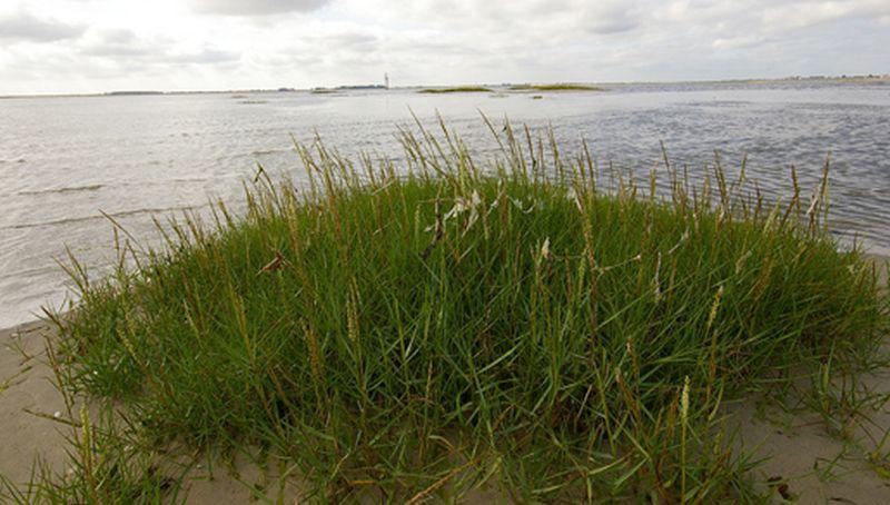 Engels slijkgras in Zeeland | © Foto Fitis, Sytske Dijksen