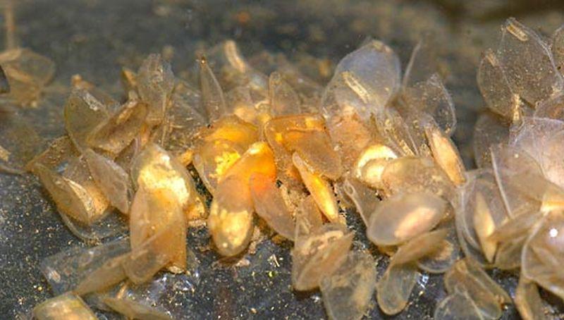 Eikapsels van fuikhoren Eikapsels van fuikhoren | © Ecomare, Foto Fitis, Sytske Dijksen