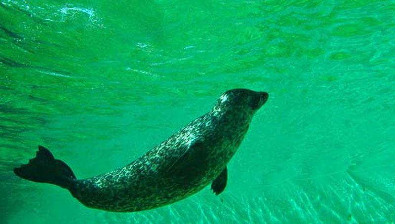 Gewone zeehond onder water | © Foto Fitis, Sytske Dijksen