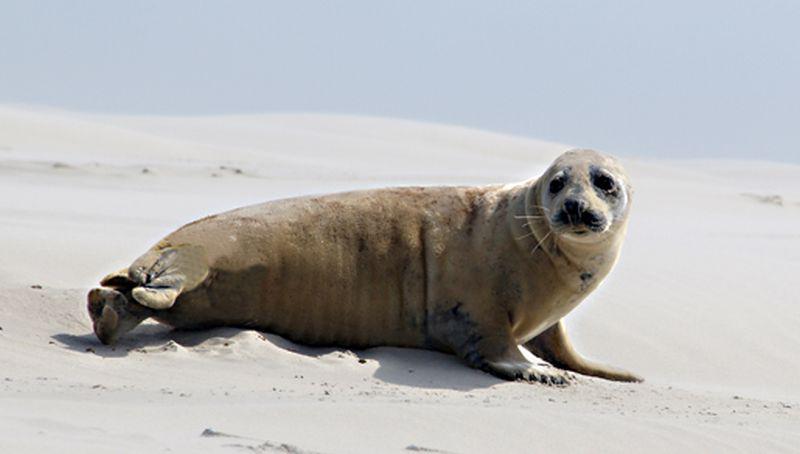 Verharende grijze zeehond | © Foto Fitis