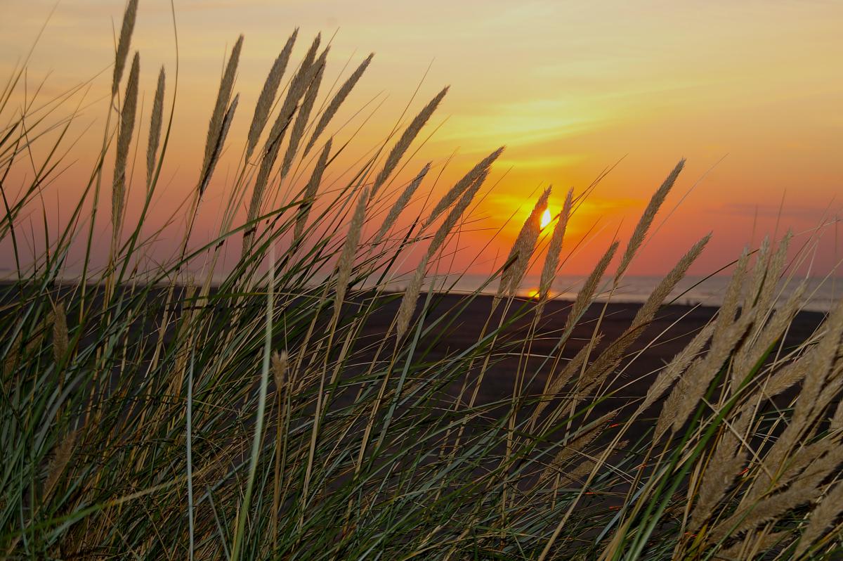 Helmgras bij zonsondergang | © Foto Fitis, Sytske Dijksen