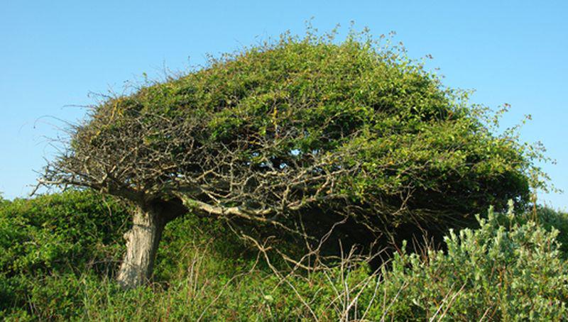 Verwaaide meidoorn Verwaaide meidoorn | © Foto Fitis, Sytske Dijksen