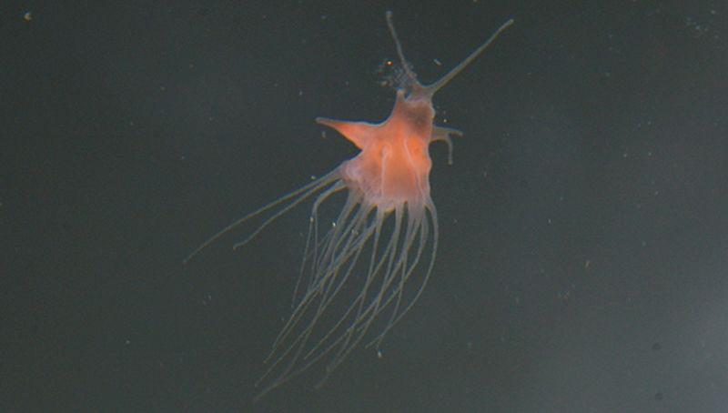 Oorkwal juveniel Oorkwal juveniel | © Ecomare, Foto Fitis, Sytske Dijksen