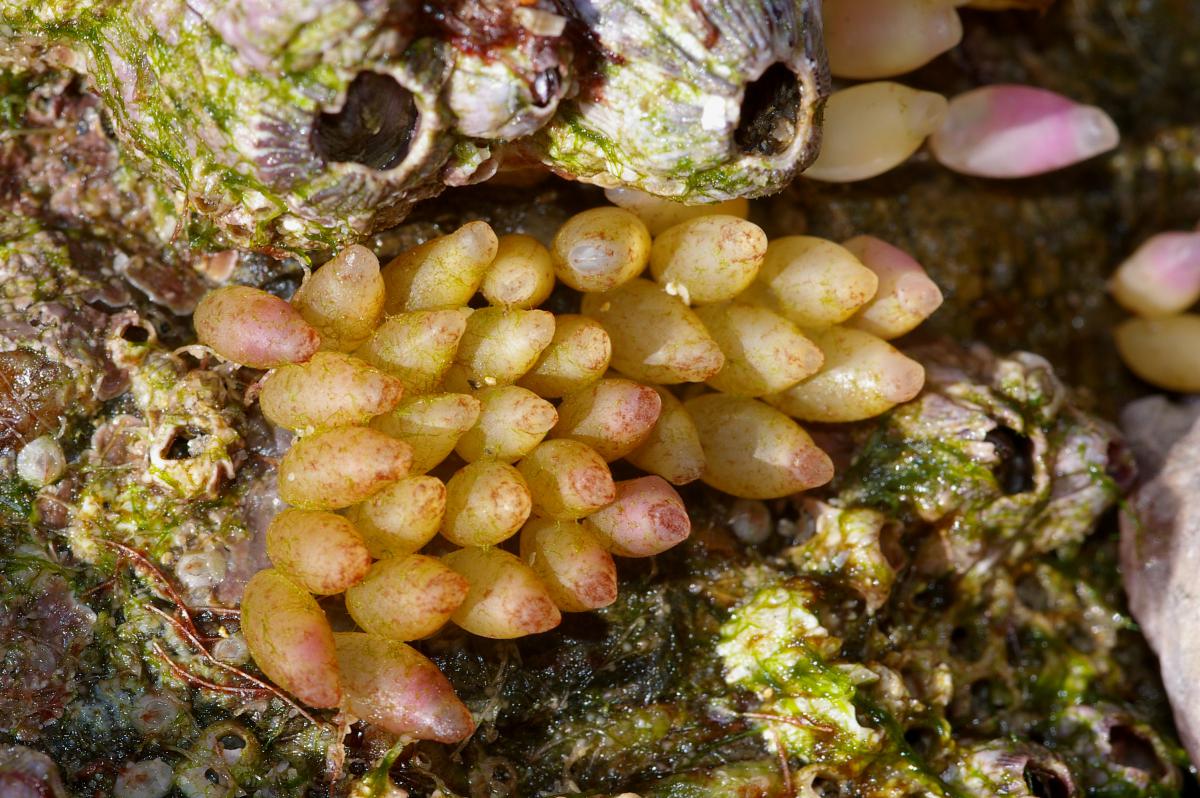 Eieren van de purperslak | © Ecomare, Foto Fitis, Sytske Dijksen