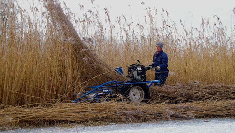 Riet maaien Riet maaien | © Foto Fitis, Sytske Dijksen
