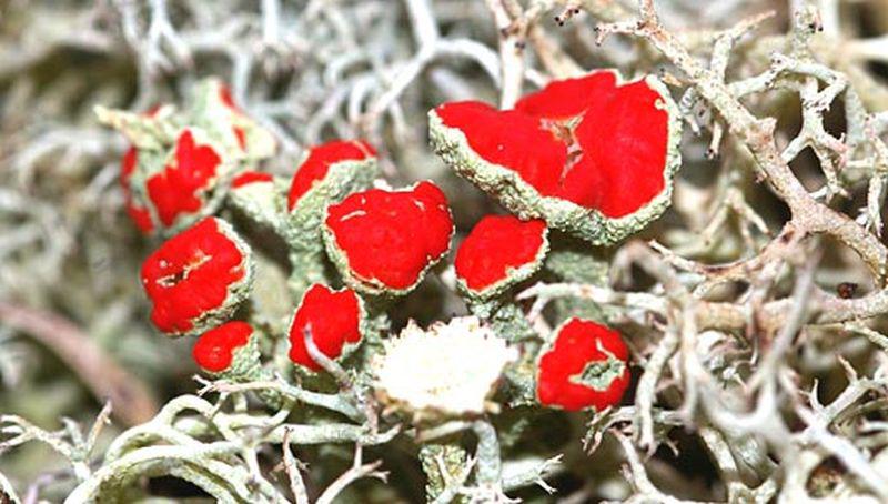 Rood bekermos | © Foto Fitis, Sytske Dijksen