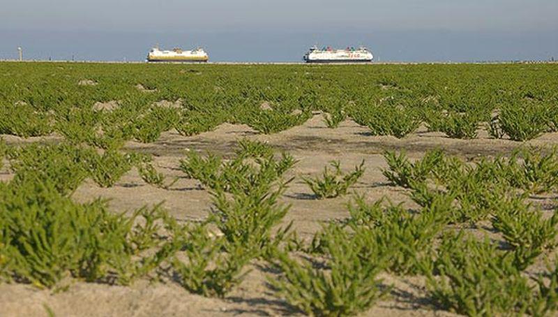 Zeekraal in het wild langs de kust