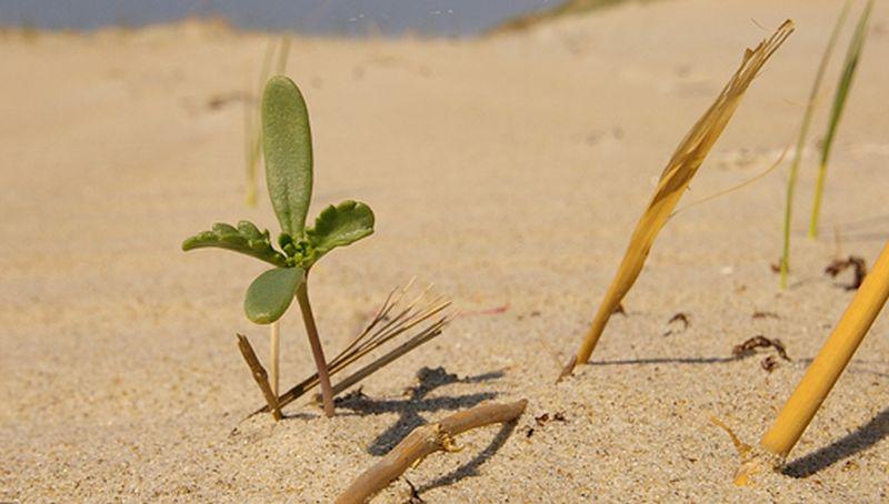 Zeeraket, kiemplantje Zeeraket, kiemplantje | © Foto Fitis, Sytske Dijksen