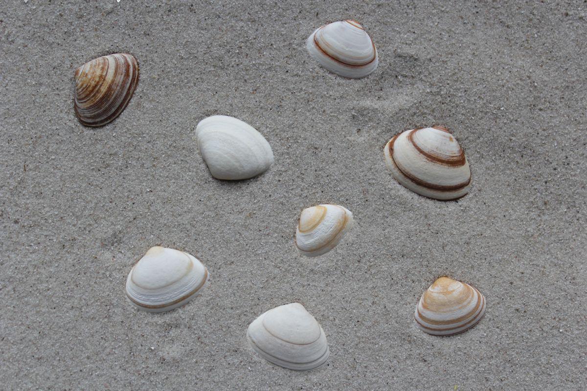 Fossiele ovalen strandschelp | © VLIZ (Robbe Terryn)