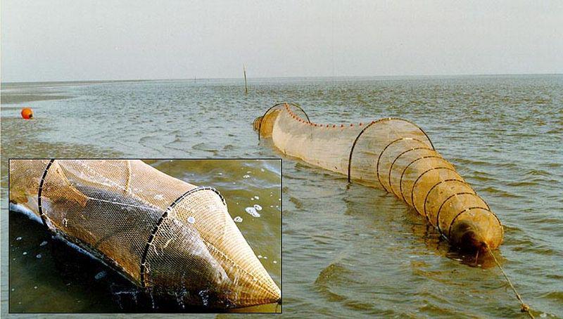 Schietfuik met verdronken zeehond op Griend | © Ter beschikking gesteld door Jan van Dijk