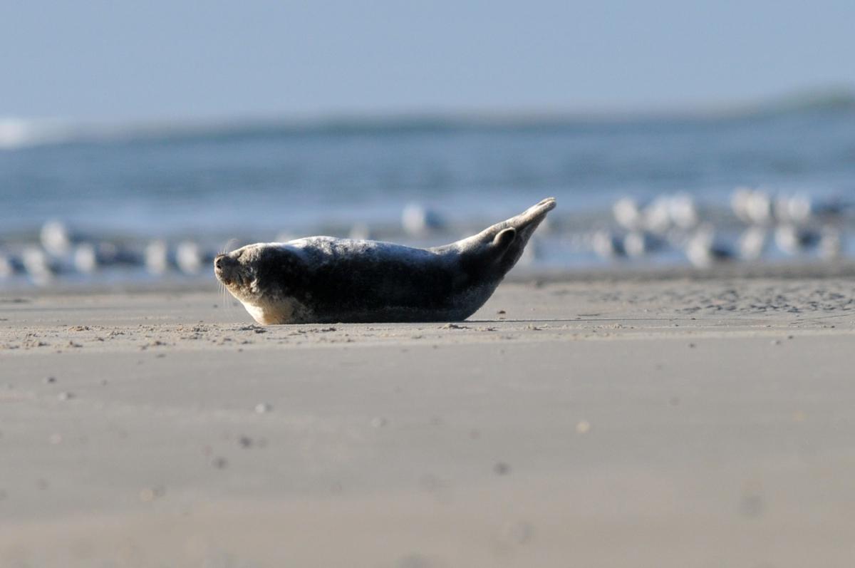 Gewone zeehond in banaanhouding | © Ecomare, Salko de Wolf