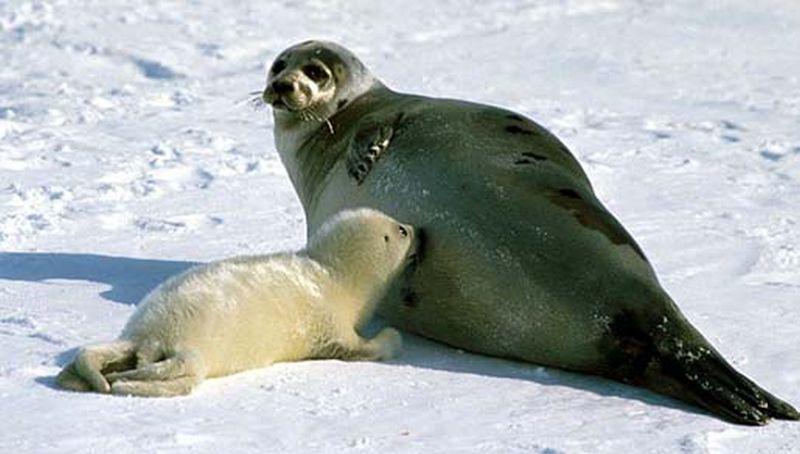 Zadelrob Zadelrob | © IFAW