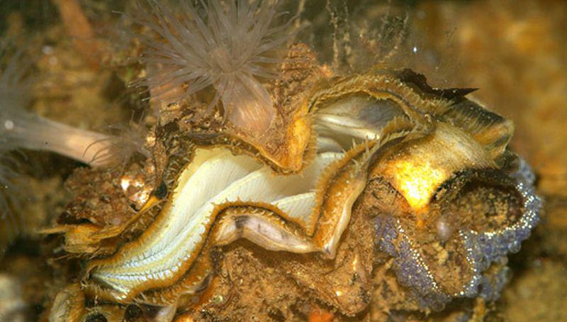 Japanse oester Japanse oester | © Ecomare, Foto Fitis, Sytske Dijksen