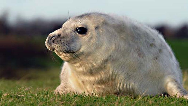 Jonge grijze zeehond | © Salko de Wolf