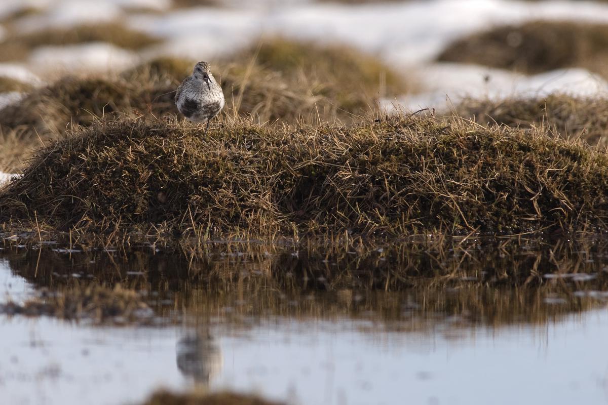 Bonte strandloper Bonte strandloper | © Ecomare, Jeroen Reneerkens