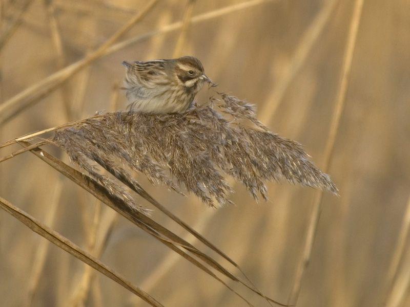 Rietgors op riet Rietgors op riet | © Jeroen Reneerkens