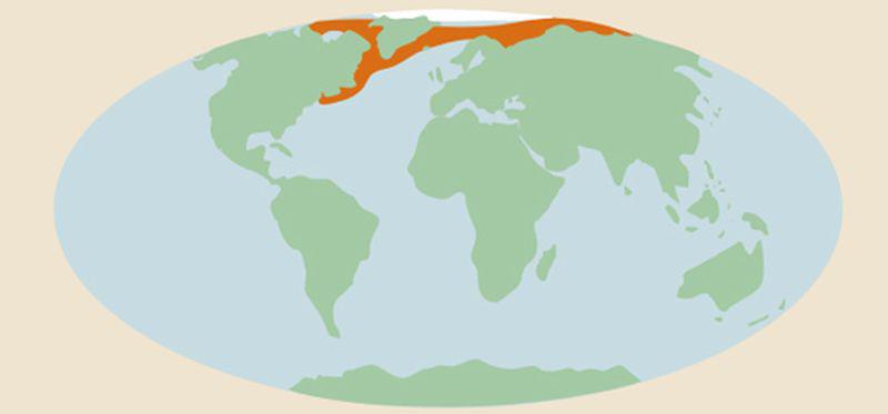 Verspreidingsgebied van de zadelrob Verspreidingsgebied van de zadelrob | © Ecomare, Gerbrand Gaaff