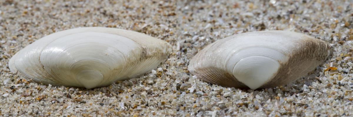 Stevige (links) en halfgeknotte strandschelp (rechts) | © Misjel Decleer