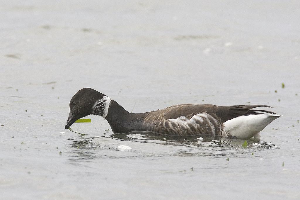 Rotgans graast op zeegras | © Mike Baird, via www.flickr.com