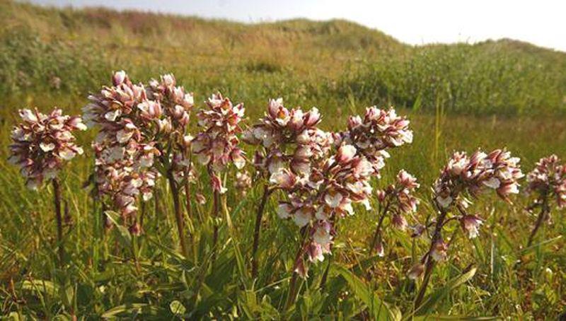 Moeraswespenorchis Moeraswespenorchis | © Foto Fitis, Sytske Dijksen