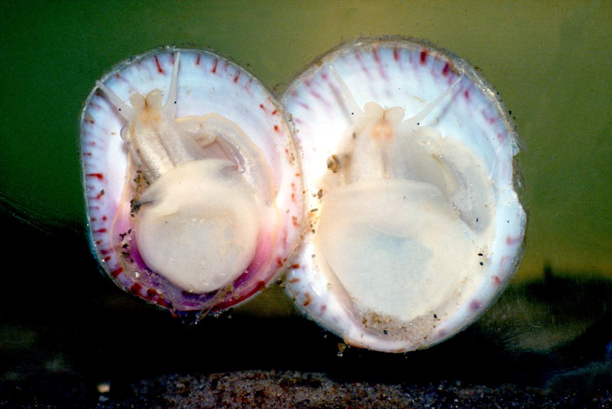 Onderkant muiltje Onderkant muiltje | © Ecomare