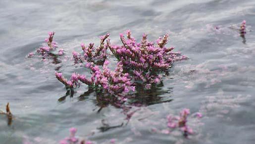 Lamsoor op het schor bij extreem hoogwater | © Ecomare