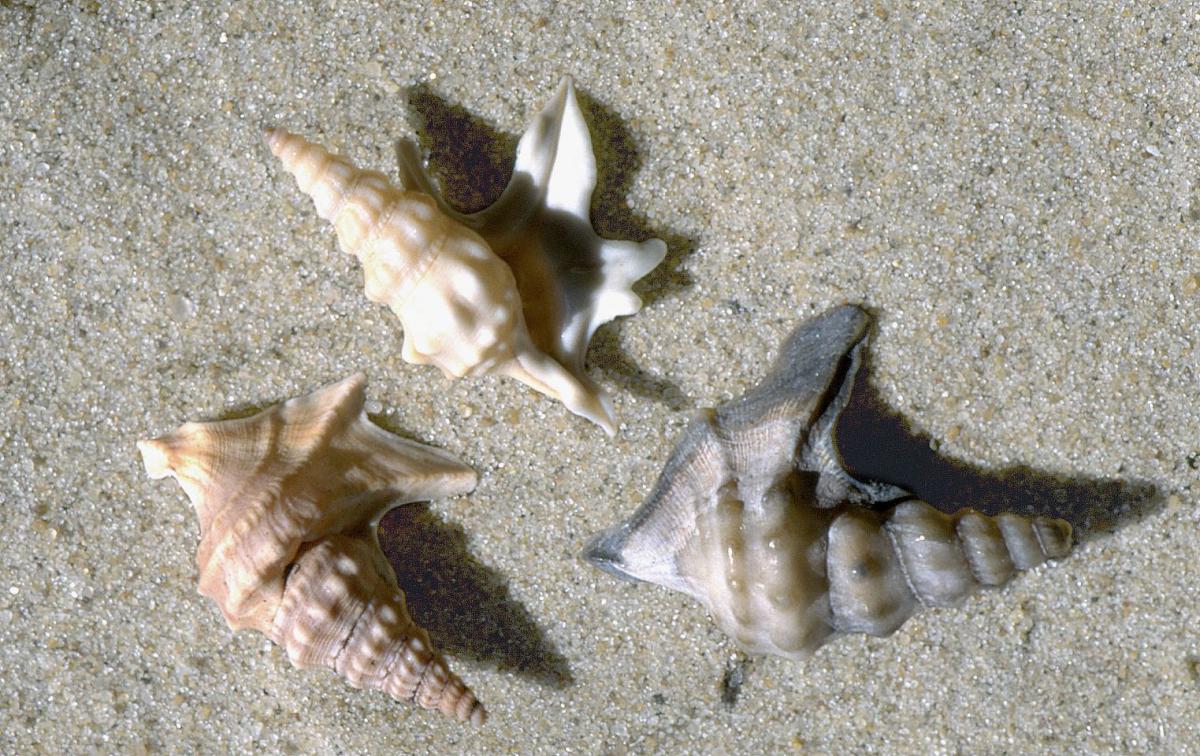 Pelikaansvoetjes Pelikaansvoetjes | © Ecomare, Sytske Dijksen