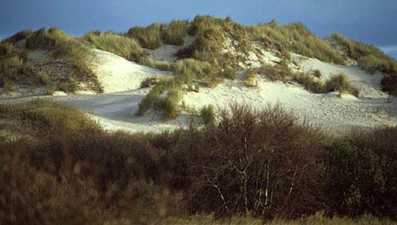 Duinen op Schiermonnikoog Duinen op Schiermonnikoog | © Ecomare