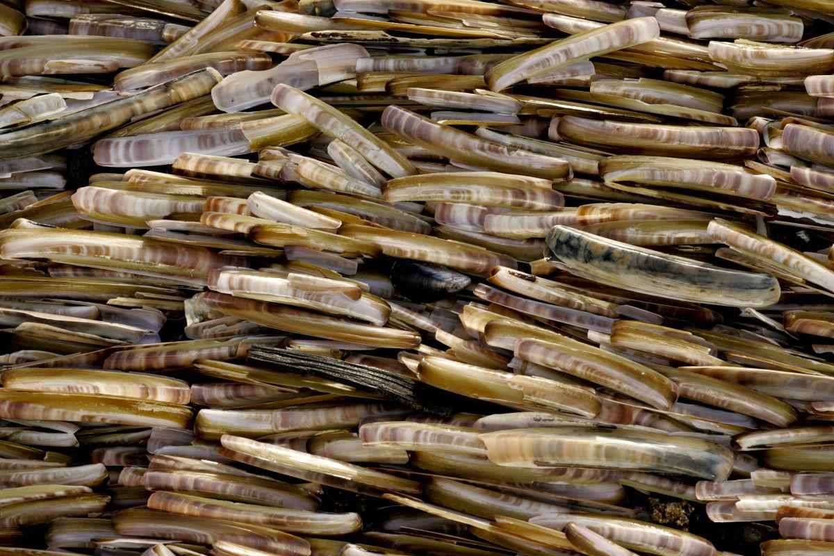 Massale stranding van Amerikaanse zwaardschede | © Misjel Decleer
