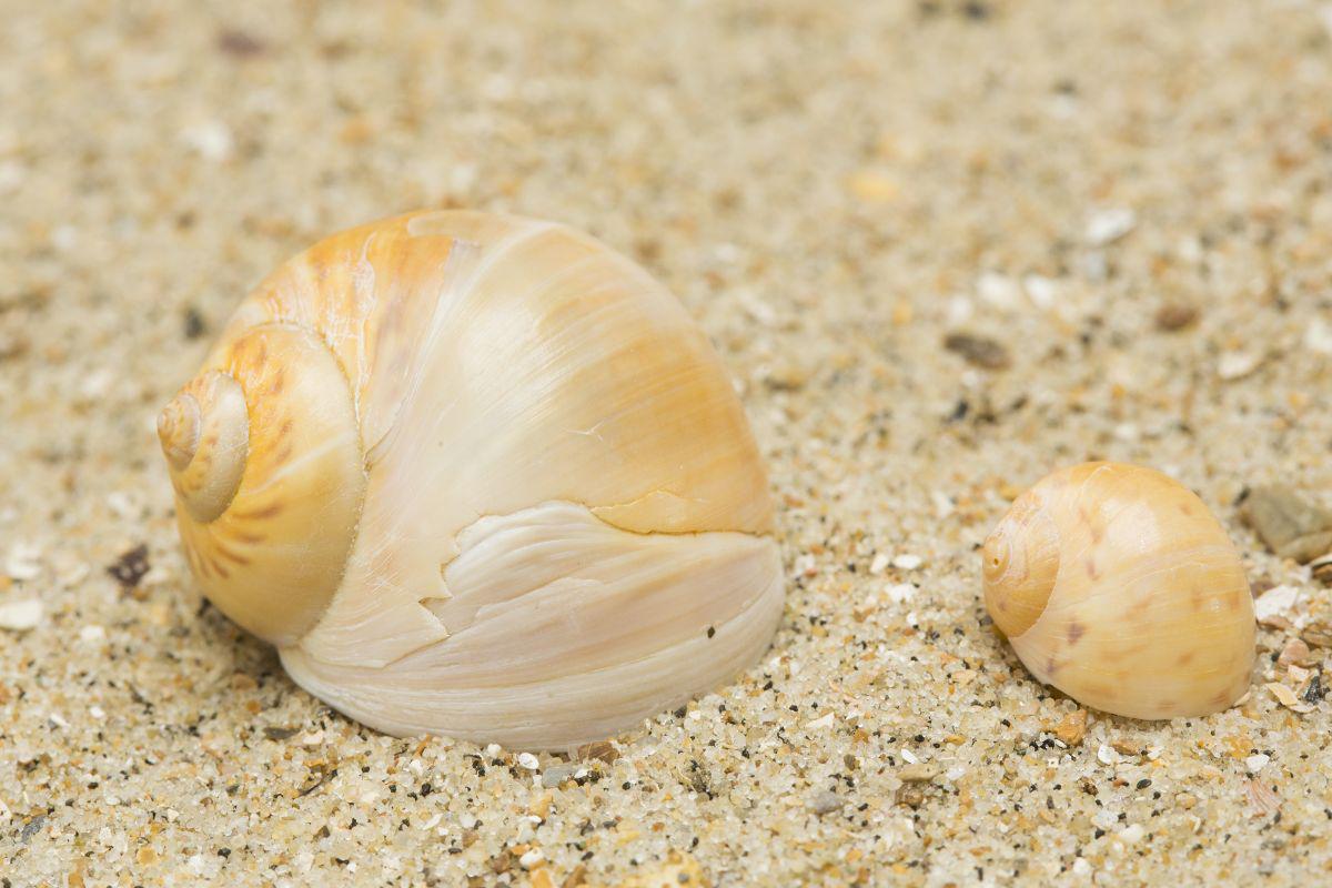 Links: grote tepelhoren - Rechts: glanzende tepelhoren | © Misjel Decleer