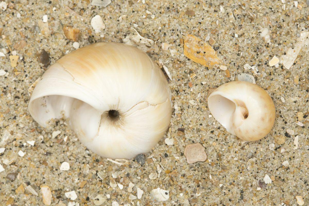 Links: grote tepelhoren - Rechts: glanzende tepelhoren | © Misjel Decleer