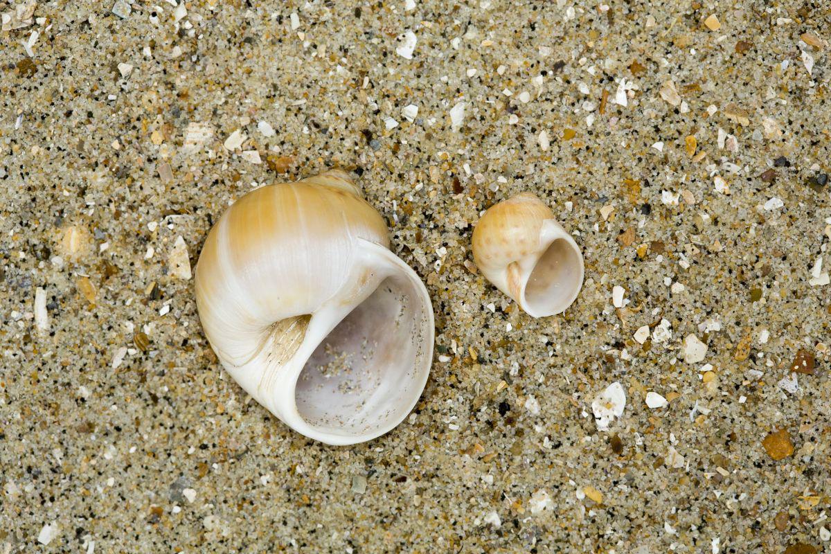 Links: grote tepelhoren - Rechts: glanzende tepelhoren | © Misjel Decleer