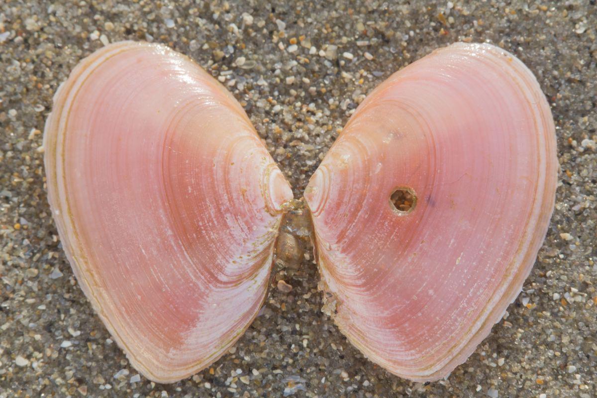 Aangeboorde tere platschelp  | © Misjel Decleer