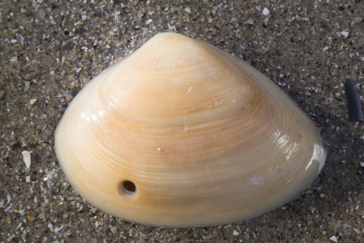 Aangeboorde halfgeknotte strandschelp | © Misjel Decleer