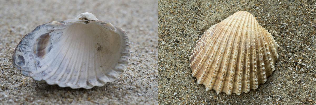 Brakwaterkokkel en gedoornde hartschelp | © Misjel Decleer