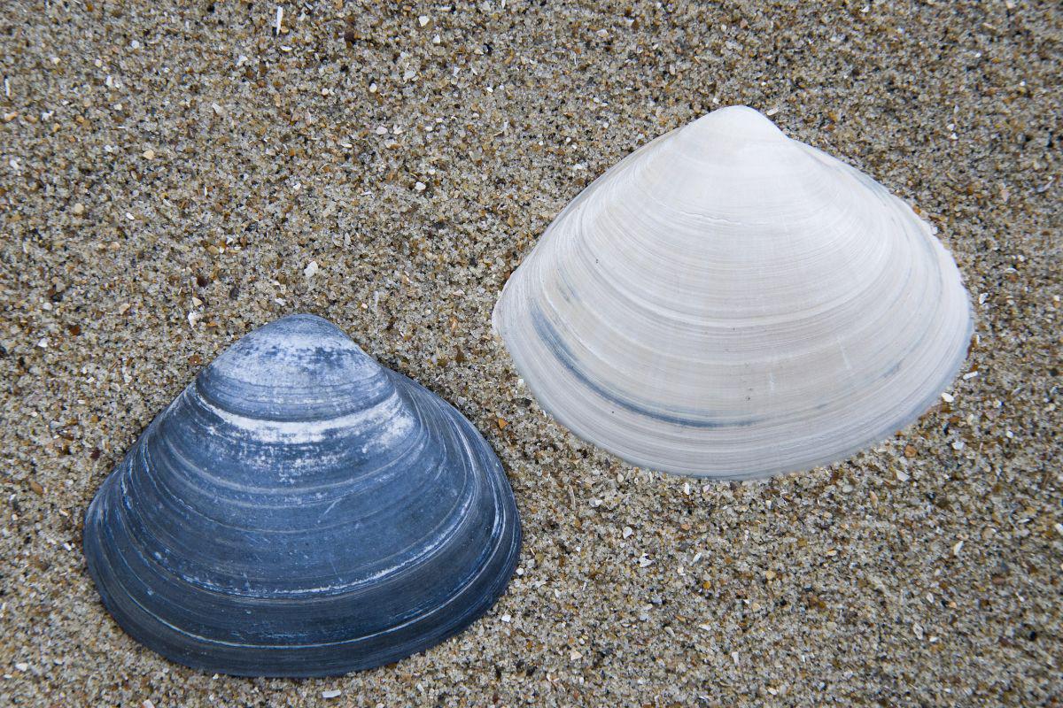 Fossiele schelpen van grote strandschelp | © Misjel Decleer