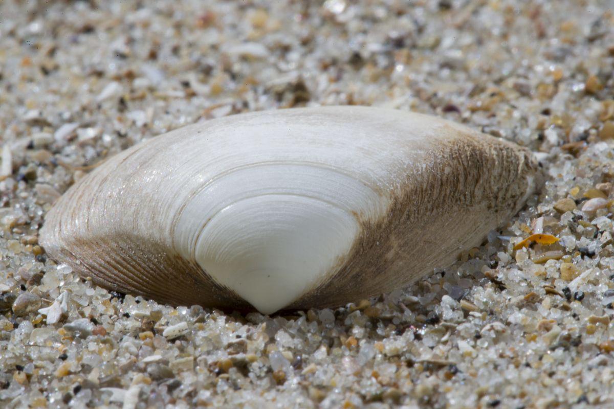 Op de afgeplatte delen links en rechts van de top zit bij de halfgeknotte strandschelp een waaiervormig groevenpatroon. Halfgeknotte strandschelp | © Misjel Decleer