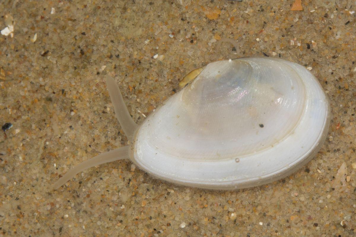 Rechtsgestreepte platschelp | © Misjel Decleer